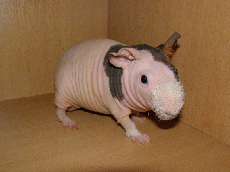 Tosca Happy Guinea Pig- Finýto